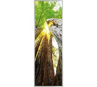 1art1 Bosques Póster Troncos De Árbol, Vista hacia Arriba Póster Impresión Artística 158x53 cm