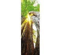 1art1 Bosques Póster Troncos De Árbol, Vista hacia Arriba Póster Impresión Artística 91x30 cm