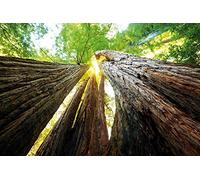 1art1 Bosques Póster XXL Troncos De Árbol, Vista hacia Arriba Cartel 120x80 cm