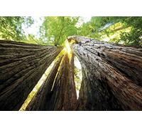 1art1 Bosques Troncos De Árbol, Vista hacia Arriba Fotomural Autoadhesivo 180x120 cm