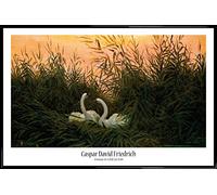 1art1 Caspar David Friedrich Cartel con Marco (Plástico) - Cisnes Entre Las Cañas, Aprox. 1820 (91 x 61cm)