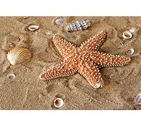 1art1 Estrellas De Mar Póster Estrella De Mar con Conchas Marinas En La Arena Cartel 91x61 cm