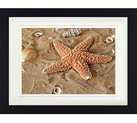 1art1 Estrellas De Mar Póster Estrella De Mar con Conchas Marinas En La Arena Cuadro Enmarcado con Fine Passepartout | Cuadros De Pared | En Un Marco De Imagen 40x30 cm