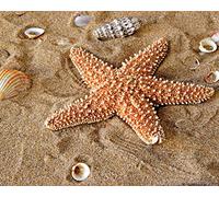 1art1 Estrellas De Mar Póster Estrella De Mar con Conchas Marinas En La Arena Póster Impresión Artística 50x40 cm