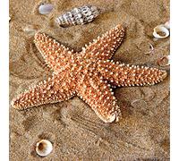 1art1 Estrellas De Mar Póster Estrella De Mar con Conchas Marinas En La Arena Póster Impresión Artística 40x40 cm