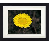 1art1 Flores Póster Flores con Encanto, Crisantemo Dorado Cuadro Enmarcado con Fine Passepartout | Cuadros De Pared | En Un Marco De Imagen 40x30 cm