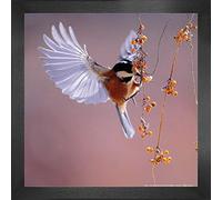 1art1 Pájaros Póster Impresión Artística con Marco (Madera DM) - Carbonero Garrapinos Volando hacia Bayas de Espino Amarillo (40 x 40cm)