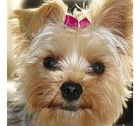 1art1 Perros Póster Yorkshire Terrier con Lazo Rosa Póster Impresión Artística 40x40 cm