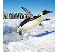 1art1 Pingüinos Póster Alegría, Un Salto De Felicidad Póster Impresión Artística 70x70 cm