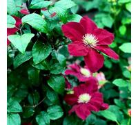 1bulbos perennes Resistentes de clemátide - Decorativas, Reales de clemátide - perennes, Resistentes, Primavera