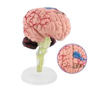 1pc D, Modelo Anatómico del Cerebro Humano Modelos Médicos Desmontados Coloridos Materiales Didácticos Ensamblaje de Pintura con Arterias para la enseñanza Herramienta de enseñanza