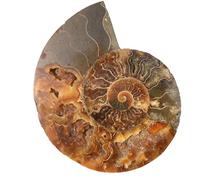 1pc Natural Caracol Fósiles, rodajas de piedra cruda, Caracol Mar Caracol Caracol Fossil Rebanadas, Artículos Decorativos, Caracol Placa Colección Artesanía