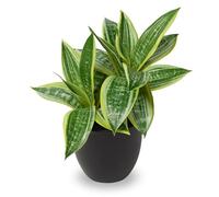 2 cabezas Sansevieria Planta Artificial Planta Artificial Pequeña Planta de interior, Planta Artificial de Serpiente Artificial, Plantas Artificiales como Genuinas para el Hogar Escritorio Baño