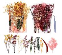 2 Cajas de Material de Flores Secas Flores Secas Naturales Flores Secas Manualidades Flores Secas Decoracion Flores Manualidades Flores Secas Pequeñas para Tarjetas Álbum Recorte Velas Manualidades