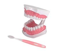 2 cepillos de dientes estándar Typodont dentales modelo 2 veces para demostración de práctica docente