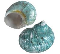 2 conchas de cangrejo ermitaño, apertura de tamaño XL de 1.9 a 2.2 pulgadas, conchas de cangrejo ermitaño, caracola marina natural, conchas marinas turbo para suministros de cangrejo ermitaño y