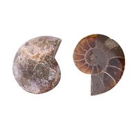 2 ejemplares fósiles, cuenco de amonita de Madagascar, minerales y muestras educativas, ideal para coleccionistas y educación, Durchmesser 4 cm, plástico, No es una piedra preciosa