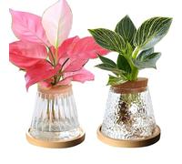 2 estaciones de propagación de plantas, jarrón de vidrio hidropónico, terrario de vidrio, maceta de propagación de plantas con tapa de madera y bandeja para plantas hidropónicas, decoración del hogar