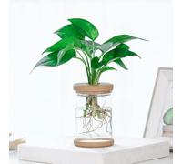 2 macetas transparentes para cultivar plantas de interior pequeñas, diseño ligero y resistente a la sequía, evita el desbordamiento y las fugas de agua