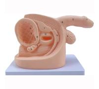 2 modelos de cateterismo masculino y femenino, modelos de anatomía genital con marcas anatómicas digitales, modelo educativo de práctica de catéter de PVC, for práctica de enfermería, formación clínic