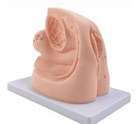 2 modelos de cateterismo masculino y femenino, modelos de anatomía genital con marcas anatómicas digitales, modelo educativo de práctica de catéter de PVC, for práctica de enfermería, formación clínic