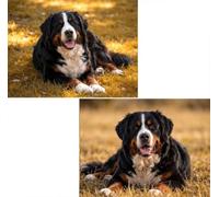 (2 Pack) Perro Diamond Painting Adultos Kit Para 40x30cm L-1976