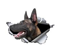 2 pegatinas belgas Malinois perro 15 x 11 cm, pegatinas de vinilo para parachoques, ventanas, portátiles, pared, un regalo para los amantes de las mascotas, pegatinas impermeables y duraderas |# N324A