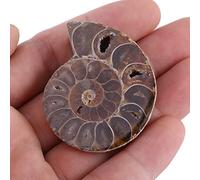 2 Piezas de Concha de Espécimen de Amonita - Minerales de Piedra de Madagascar - Historia Antigua - Adecuado para Colección Personal y Enseñanza - Antiguo Decorativo (Diámetro 4cm)