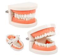 2 piezas Modelo de Demostración Dental Modelo de Dientes Estándar Modelo Dental Modelo de Enseñanza de Dientes para Enseñanza Dental,Cuidado Bucal