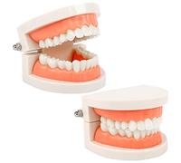 2 piezas Modelo de Demostración Dental Modelo de Dientes Estándar Modelo Dental Modelo de Enseñanza de Dientes para Enseñanza Dental,Cuidado Bucal