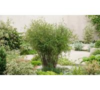 : 2 plantas de Fargesia Red Dragon