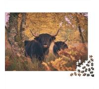 2 toros de Las Tierras Altas juguetones en un Bosque otoñal 38x26cm/1000pcs Puzzle Adecuado para Adultos Y Multitud Mayores De 14 Años