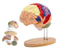 2 Veces Modelo de Cerebro Humano anatomía y Soporte de exhibición tamaño Natural 9 Modelo anatómico de Cerebro Humano codificado por Colores para la enseñanza de la Ciencia Estudio en el Aula