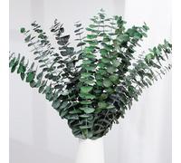20 Pcs Eucalipto Preservado Naturales Flores Secas de 43cm, Planta de Eucalipto Verde Fresco Natural Hecha de Ramas de Hojas de eucalipto Reales para Decoración de Casas, Fiestas (Green)