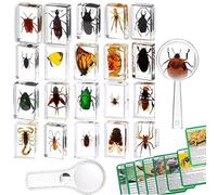 20 Piezas de Insectos Preservados en Resina - Colección de Especímenes para Pisapapeles Transparente - Varios Especímenes Reales