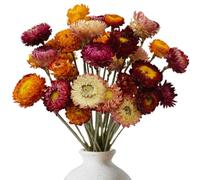 20 Piezas Flores Secas Preservadas Naturales, Flores Secas Decoracion | Crisantemo Flore Manualidades Colores Mixtos para Decoracion Ramos DIY Arreglos Florales de Boda y Home Decoration