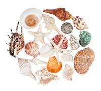 20 Piezas Grandes Conchas Marinas Mixtas Estrella de mar oceánica, Conchas de mar Naturales Estrellas de mar de hasta 14 cm,Conchas Manualidades de Bricolaje decoración de peceras