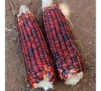 20 semillas de maíz dulce arco iris de cereales de grano de semilla de maíz vegetales de colores vegetales de alta calidad para el jardín de su casa púrpura