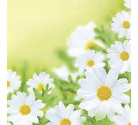 20 servilletas de margaritas blancas - Pretty Daisy Field Flowers 33 x 33 cm
