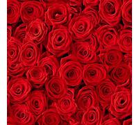 20 Servilletas para cama de rosa roja | Rosas | Flores | Boda | Día de la Mujer | Día de la Madre | Decoración de mesa | Decoupage | Serviettentechnik 33x33cm
