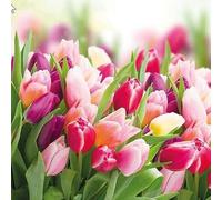 20 servilletas Pracht de los tulipanes, flores, praderas, primavera, verano, decoración de mesa, 33 x 33 cm