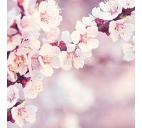 20 servilletas primaveral dulce flor de cerezo, flores, servilletas de primavera, flor de cerezo, fiesta en el jardín, verano, decoración de mesa, decoupage, decoupage, decoupage, decoupage,