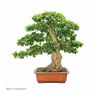 - 200 Semillas del árbol de Bodhi (Ficus Religiosa)