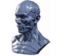 2019 Cabeza Humana Anatómica Modelo,De Músculo Del Cráneo Artesanía De Resina Pintura Modelo De Arte De Referencia Para Pintura Del Artista Ayuda Ayuda Didáctica