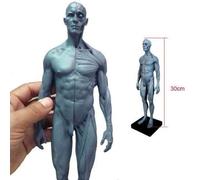 2019 Nueva 30 Cm De Altura Anatómica Anatomía Humana Modelo De Cuerpo Ósea Muscular De Calavera