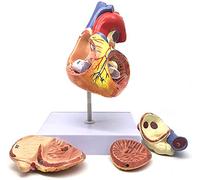 2019 Nuevo 2X Human Human Heart Modelo Anatómico Anatómicamente preciso Modelo de corazón Anatomía Humana Anatomía para el Aula de Ciencias Modelo de enseñanza de la enseñanza