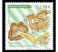 2024 Andorra - Camagroc (Cantharellus lutescens) - Funghi dei Pirenei