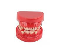 2025 Latest Model Dental Typodont Orthodontic Teeth Model Teaching Tool 24 Tee...
