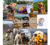 2025 Paw-sitive Vibes Calendar: Bringing Joy, One Bark at a Time!: For Children and Adults, for Home and Office
