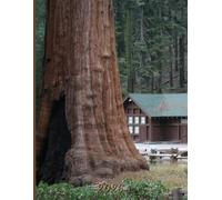2026: Large Monthly Calendar Planner - Sequoia National Park